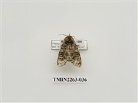 藏品(夙舟蛾屬)的圖片